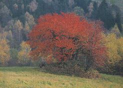 Farbenfrohe abwechslungsreiche Landschaft