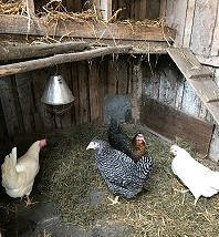 Glückliche BIO-Hühner im Hühnerstall