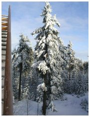 Verzauberter Winterwald ringsum