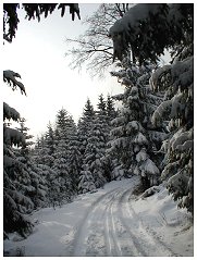 Durch den Winterwald des Steinwaldes